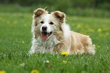 BORDER COLLIE 1004